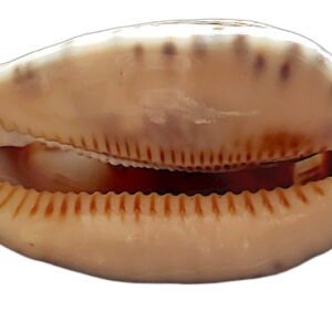 Concha Cowrie Tallada a Mano Vintage Arte de Pez Grabado Decoración Marina